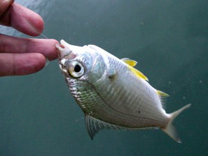 20110910018クロサギ属SP（たぶんクロサギ）