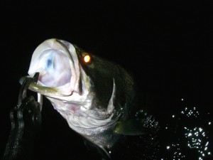 20110910023アカメ60弱