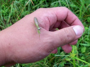 20110911032ヒメカマキリ9600