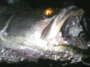 阪口さん四万十アカメ