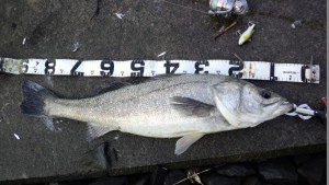 160319_064901-300x169